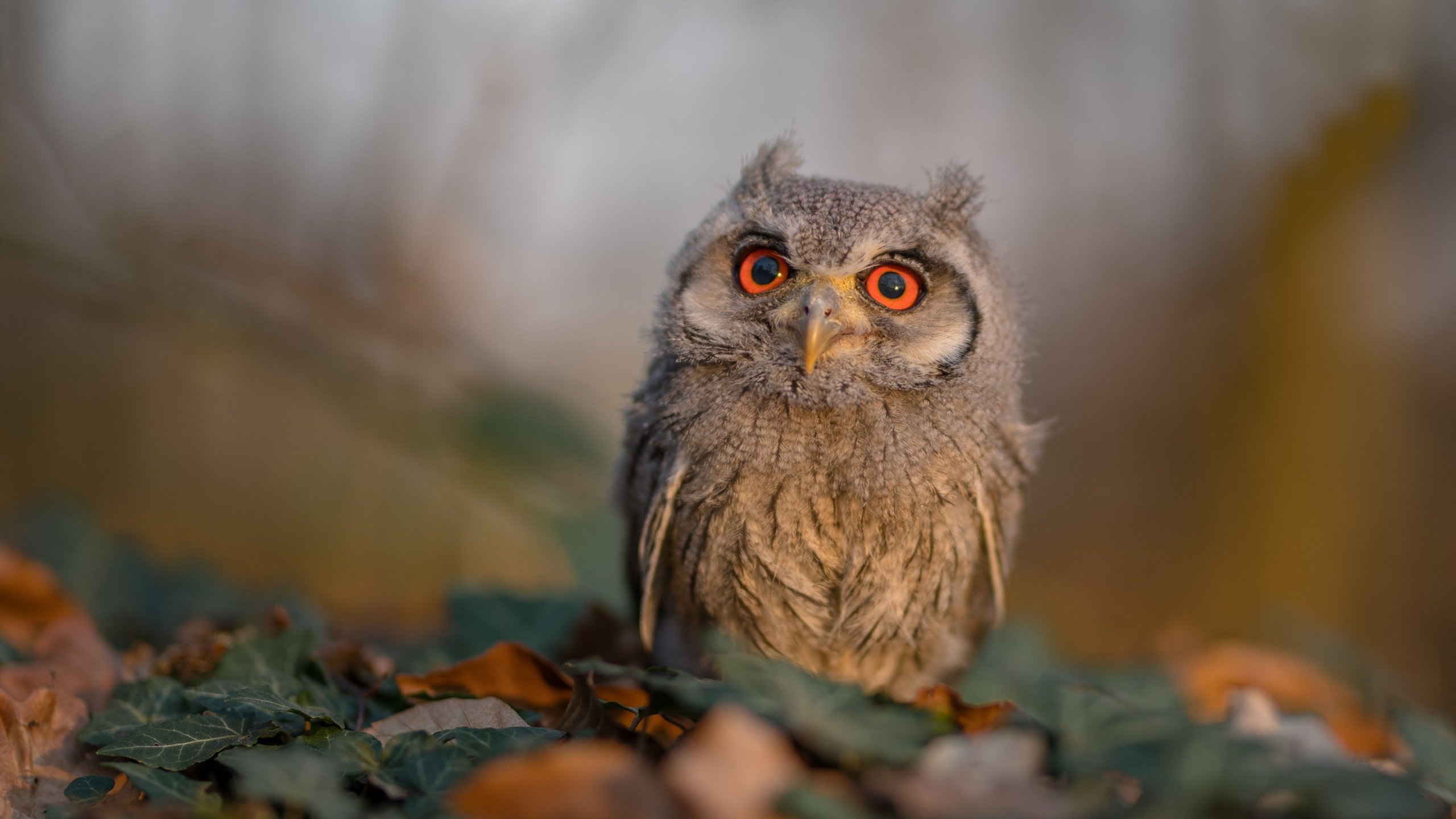 _跨界合作：时尚品牌助阵赛事风格升级_，时尚跨界联名