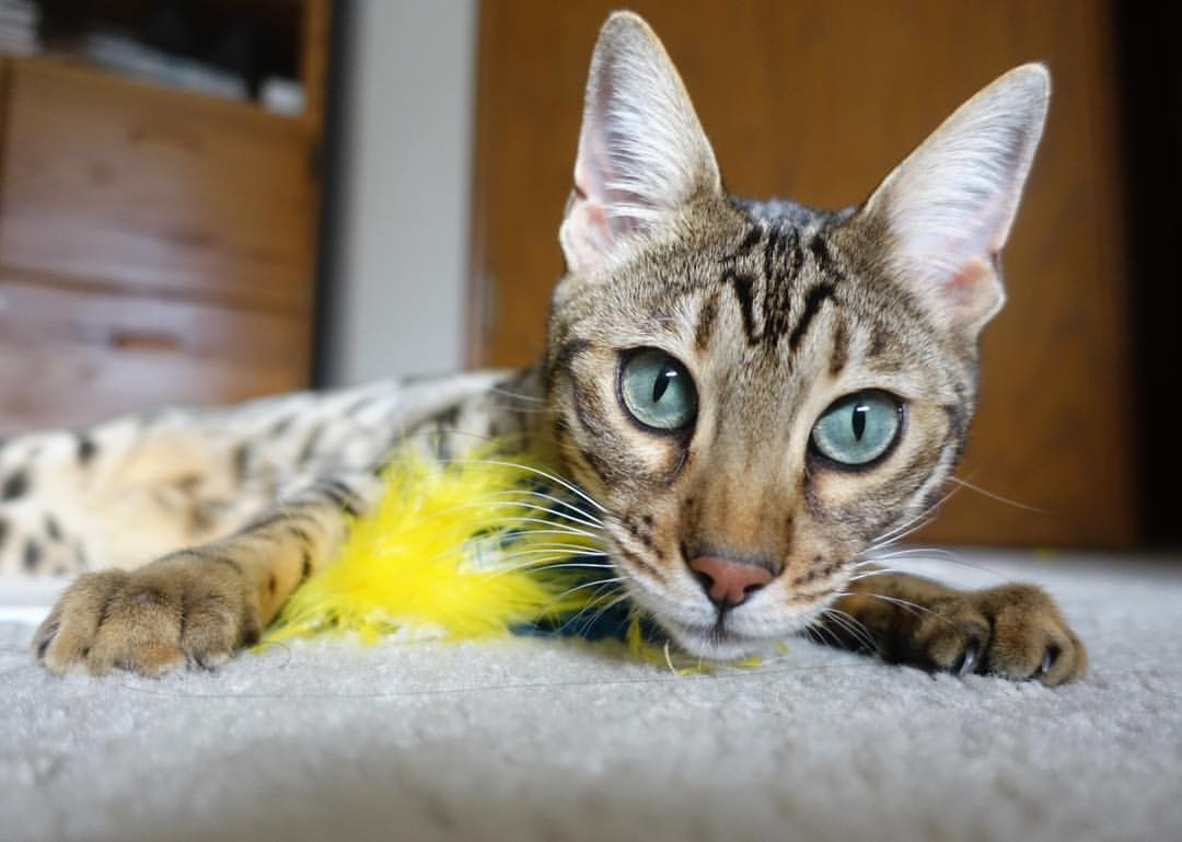 fb体育网址-“绝杀绝妙：史上最经典的终极投篮”，绝杀篮球