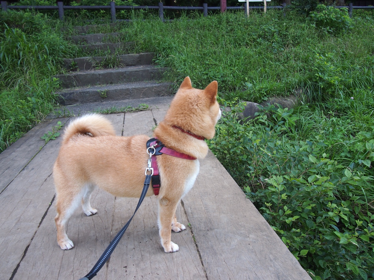 -“逆境逆转：球队在危机中的神奇表现”，逆境概念