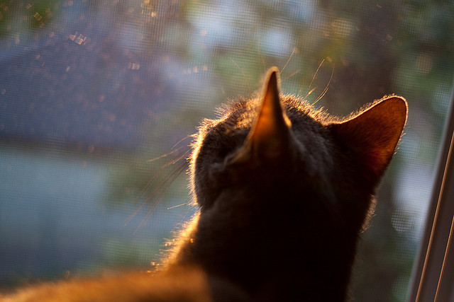 【心理战】顶尖运动员如何应对比赛压力？，运动员压力大怎么办