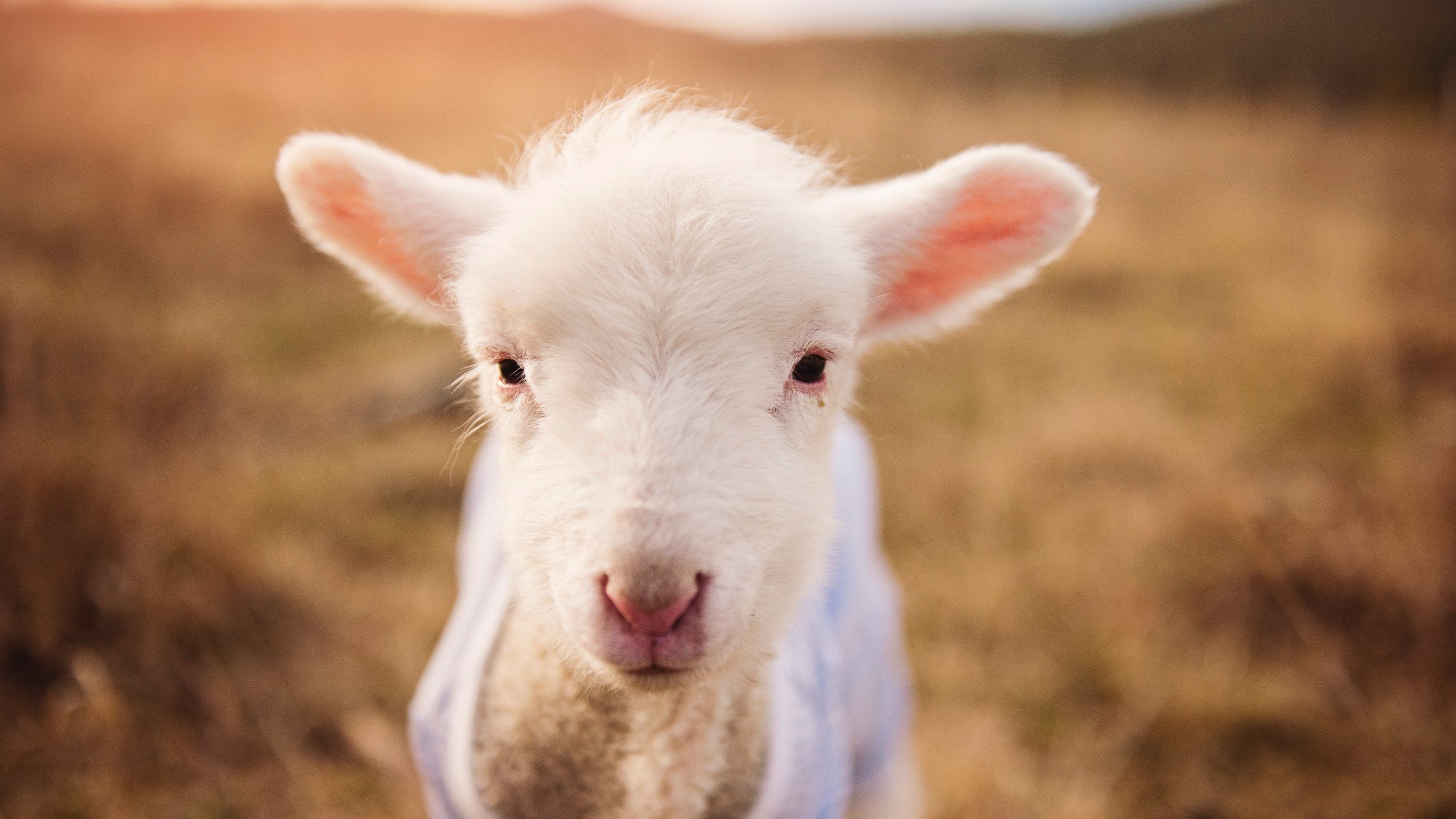 fb体育网址-巴萨控球战术：持续打磨，逐渐蚕食对手防线，巴萨传控