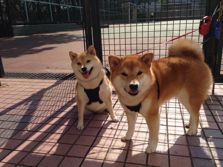 LCK新版本适应分析，lck明年扩充