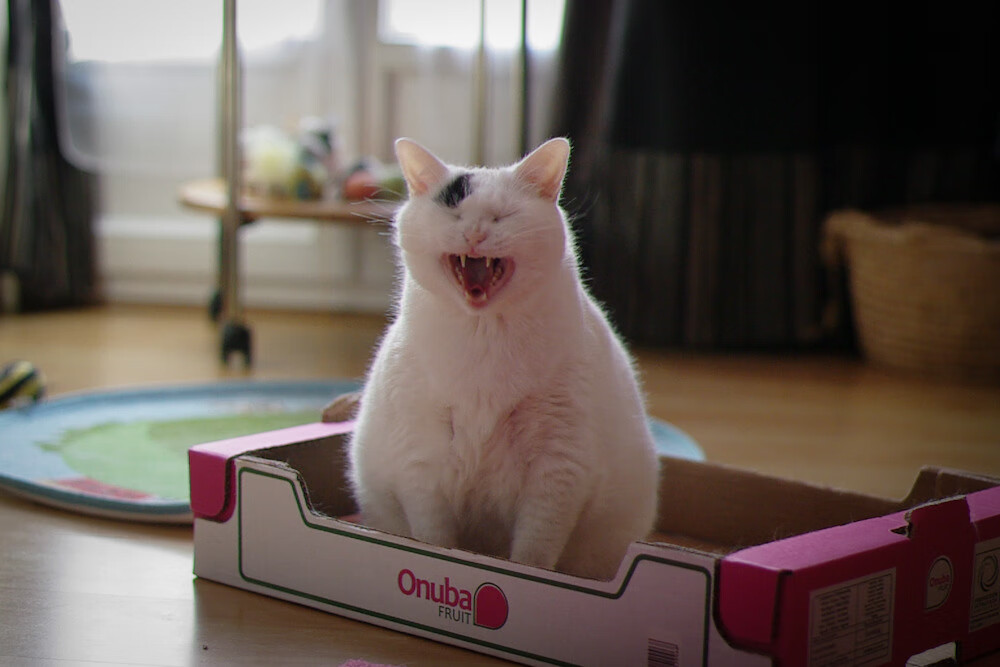 意外拳击选手无缘决赛，拳击意外死亡