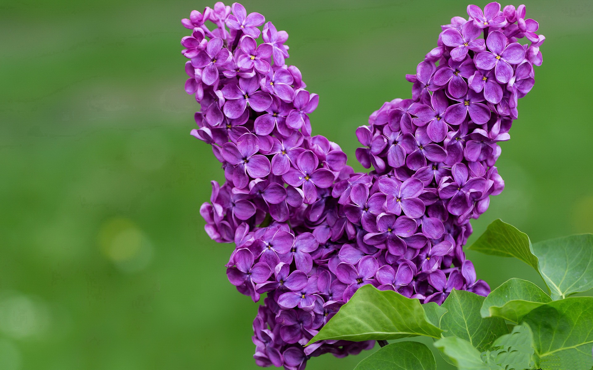 fb体育官网首页-曼城客场大胜，卫冕冠军气势如虹，曼城客场连胜