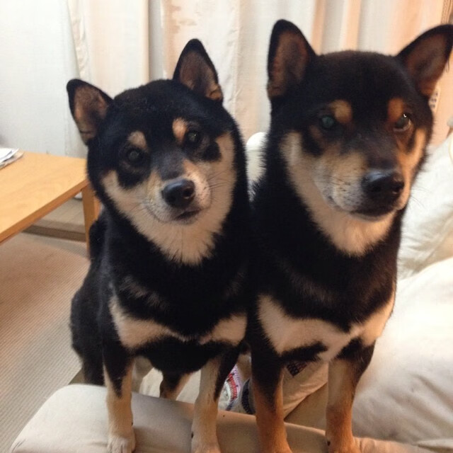 中国篮球联赛青训体系优化研究,中国青年篮球联赛简称