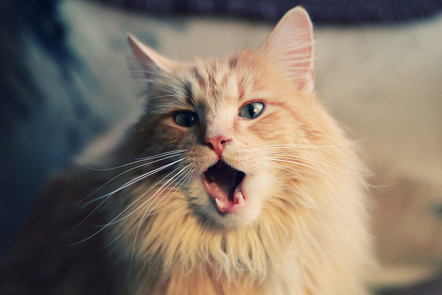 国际热身赛国足战平 技术执行趋于成熟，国足敲定热身赛对手